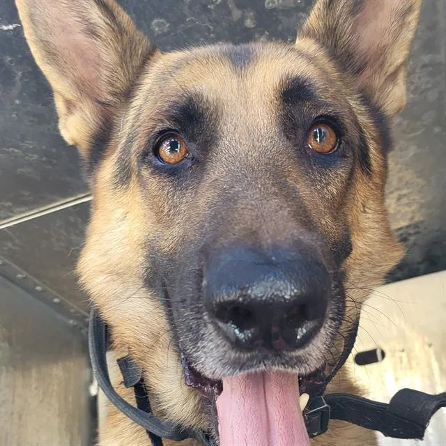 An adult large-sized male German Shepherd Dog dog named King for adoption in San Antonio, TX
