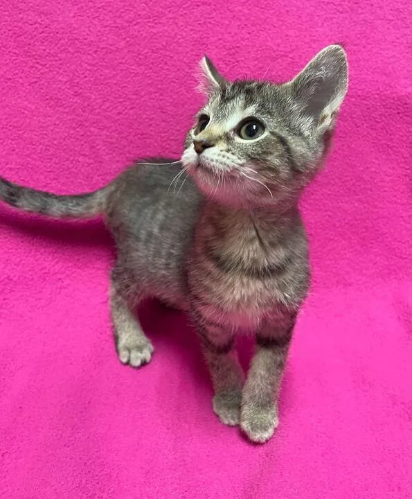 A baby small-sized female Domestic Short Hair cat named Potato for adoption in Jackson, MI