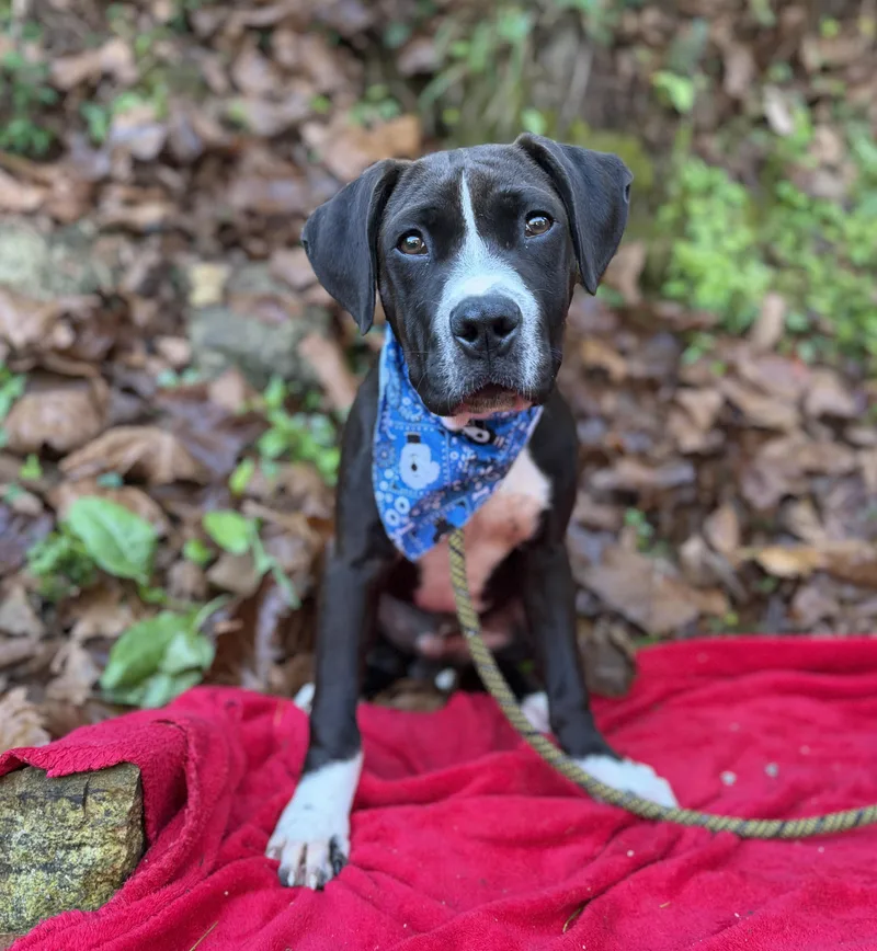 A young large-sized male Black Mixed Breed dog named Rosco for adoption in Ellijay, GA