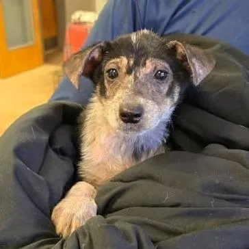 A baby small-sized female Black Feist dog named Tansy U for adoption in Tupelo, MS