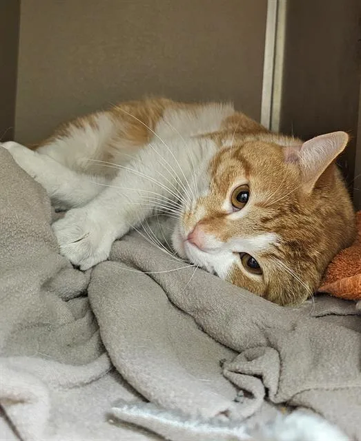 A young medium-sized male Orange / Red Domestic Short Hair cat named Yogi for adoption in Clyde, NC