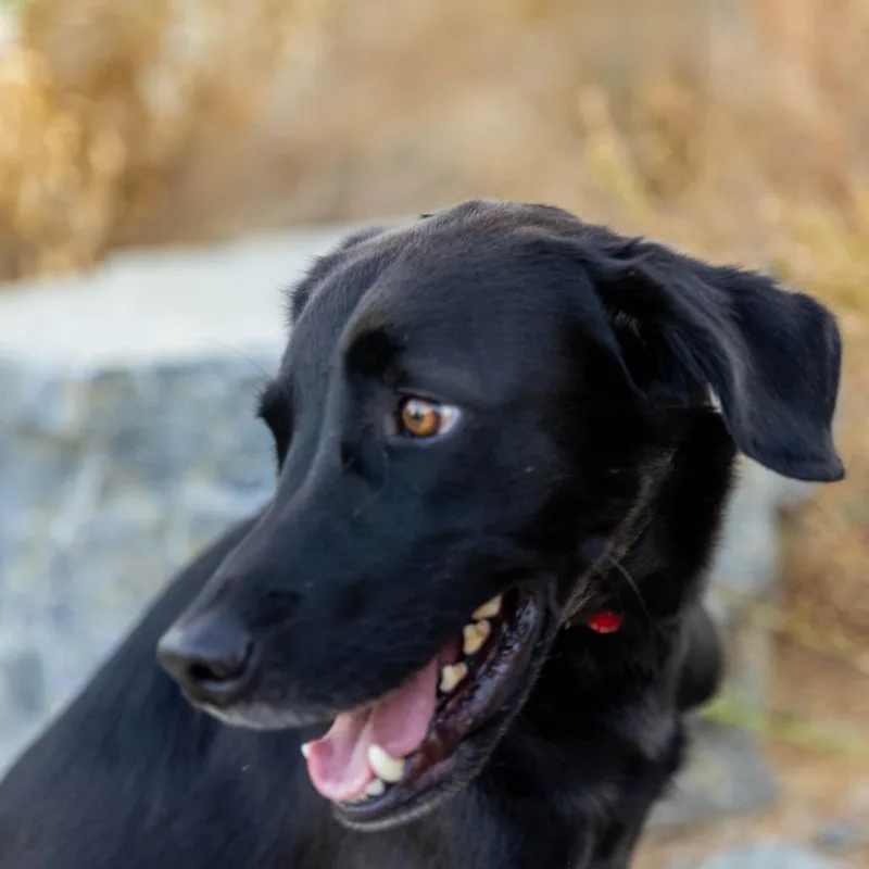 An adult small-sized male Black Labrador Retriever dog named Blackie for adoption in Palm Springs, CA