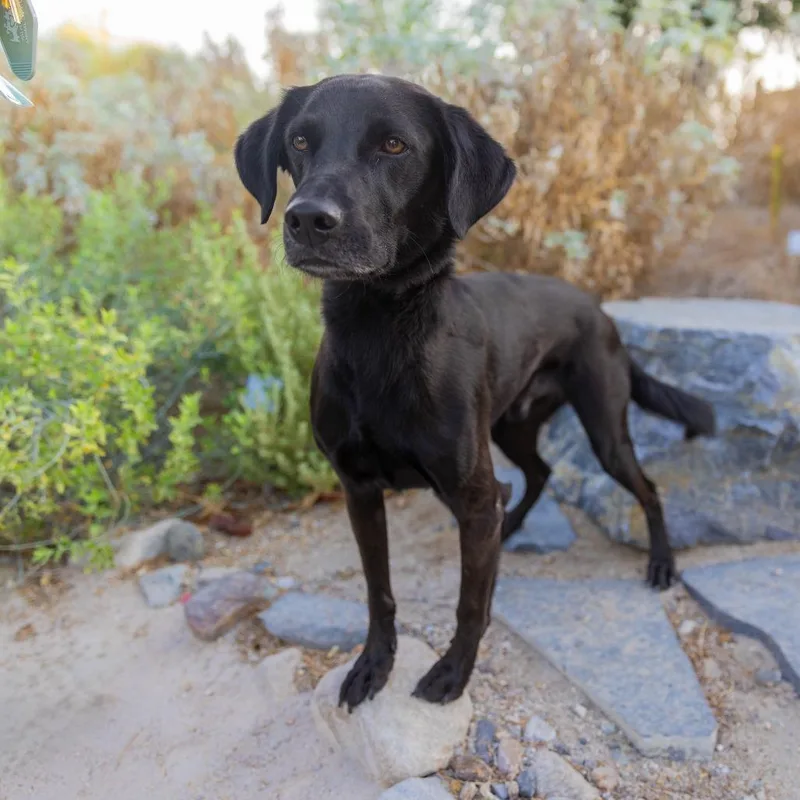 Blackie thumbnail 2