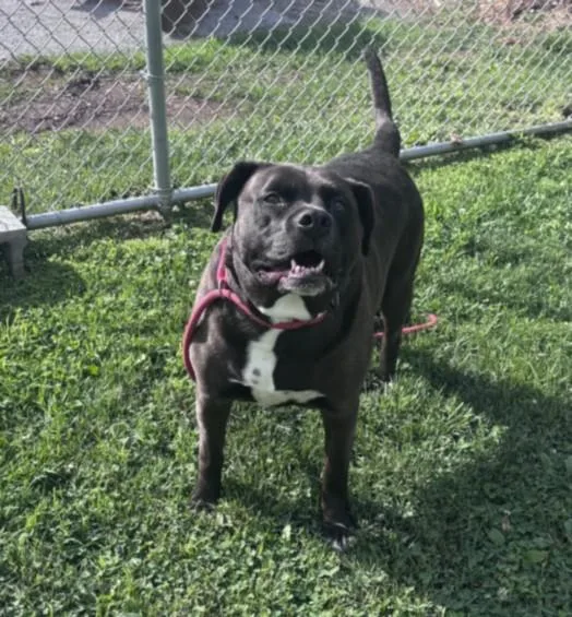 An adult extra large-sized female Boxer dog named Poptart for adoption in Hagerstown, MD
