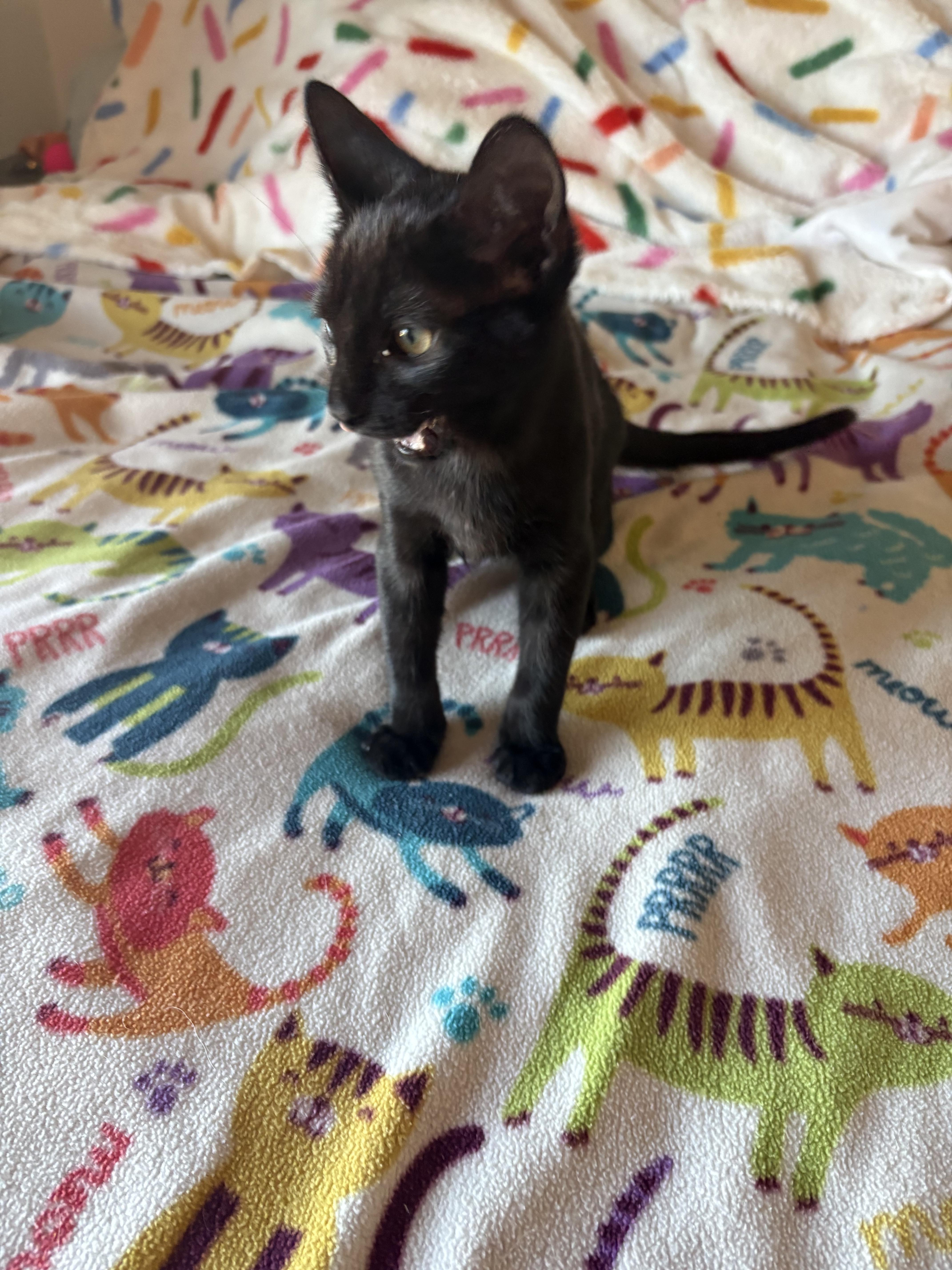 A baby medium-sized male Black Domestic Short Hair cat named Fudge for adoption in SCOTTSDALE, AZ