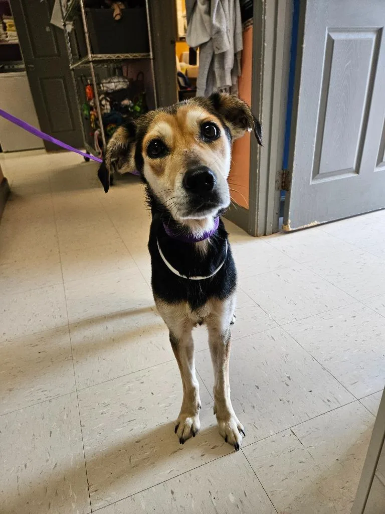 A young medium-sized female Mixed Breed dog named River for adoption in Morgantown, KY