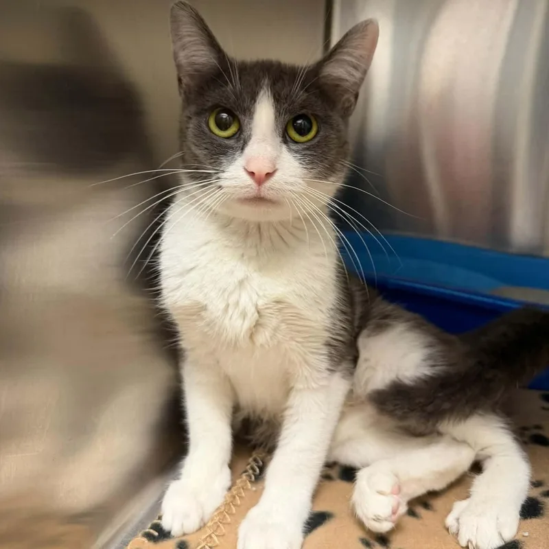 A young medium-sized female Gray & White Domestic Short Hair cat named Oyster for adoption in Martinsville, IN