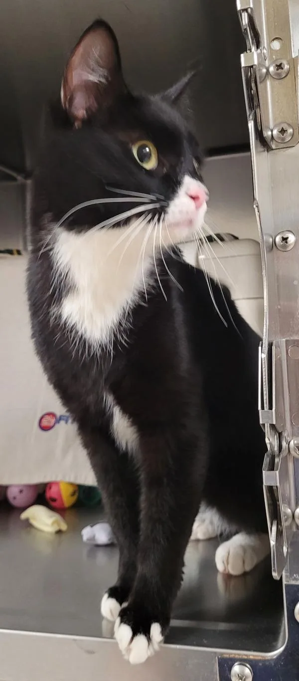 A young medium-sized male Domestic Short Hair cat named Spartan for adoption in Vancouver, WA