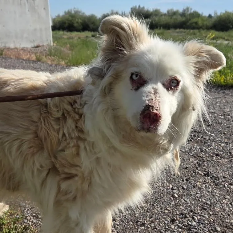 An adult medium-sized female White / Cream Border Collie dog named Lotus for adoption in Idaho Falls, ID