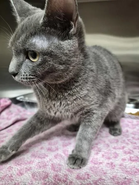An adult small-sized female Domestic Short Hair cat named Pen c Bagel for adoption in Lawrenceville, GA