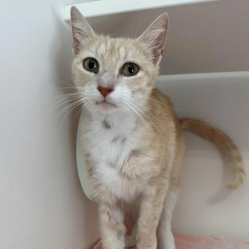 An adult medium-sized female Buff / Tan / Fawn Domestic Short Hair cat named Lady Marmalade for adoption in Greensboro, NC