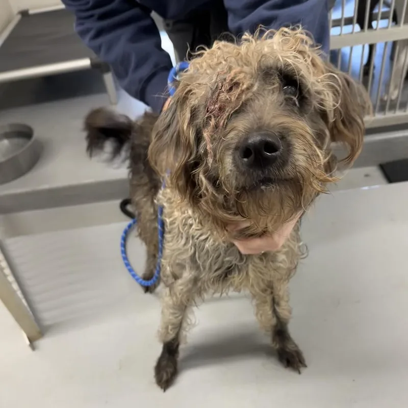 Tammy Faye thumbnail 2