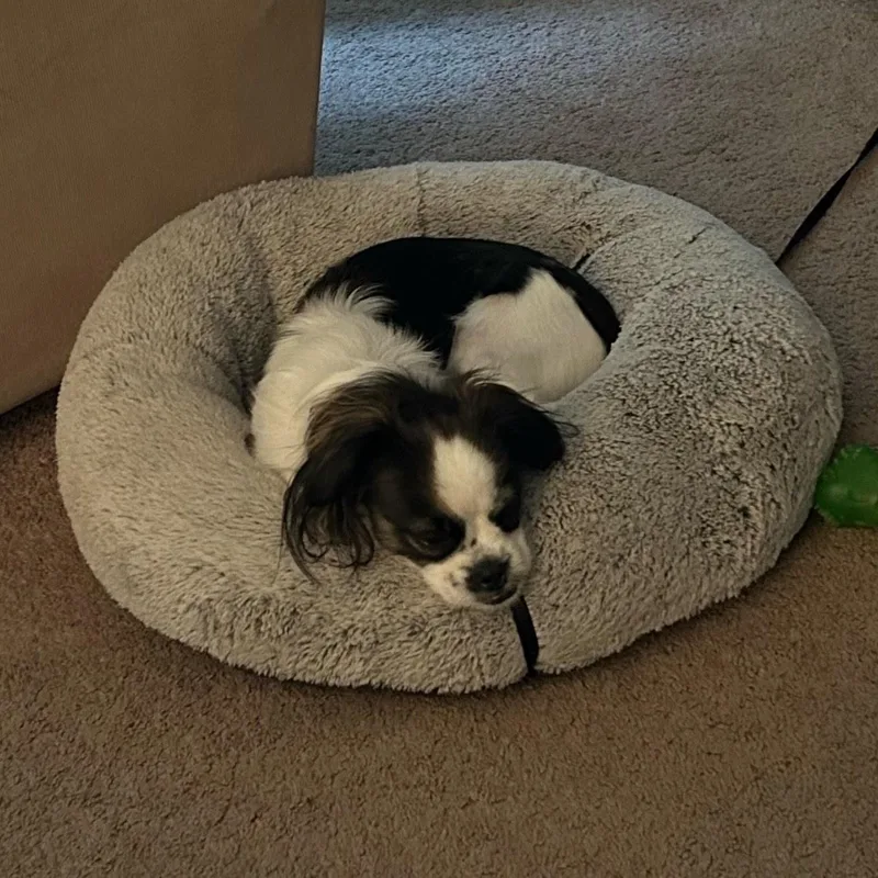 A young small-sized female Black Shih Tzu dog named Mercedes for adoption in Grafton, OH
