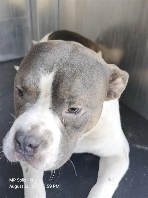 A young medium-sized male American Staffordshire Terrier dog named Dalas for adoption in San Antonio, TX