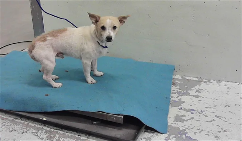 An adult small-sized male Chihuahua dog named Maverick for adoption in Houston, TX
