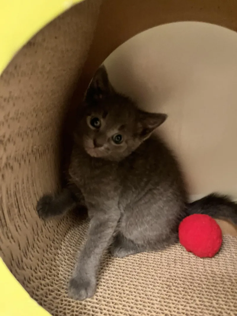 A baby medium-sized female Gray / Blue / Silver Domestic Short Hair cat named Lola for adoption in Manassas, VA