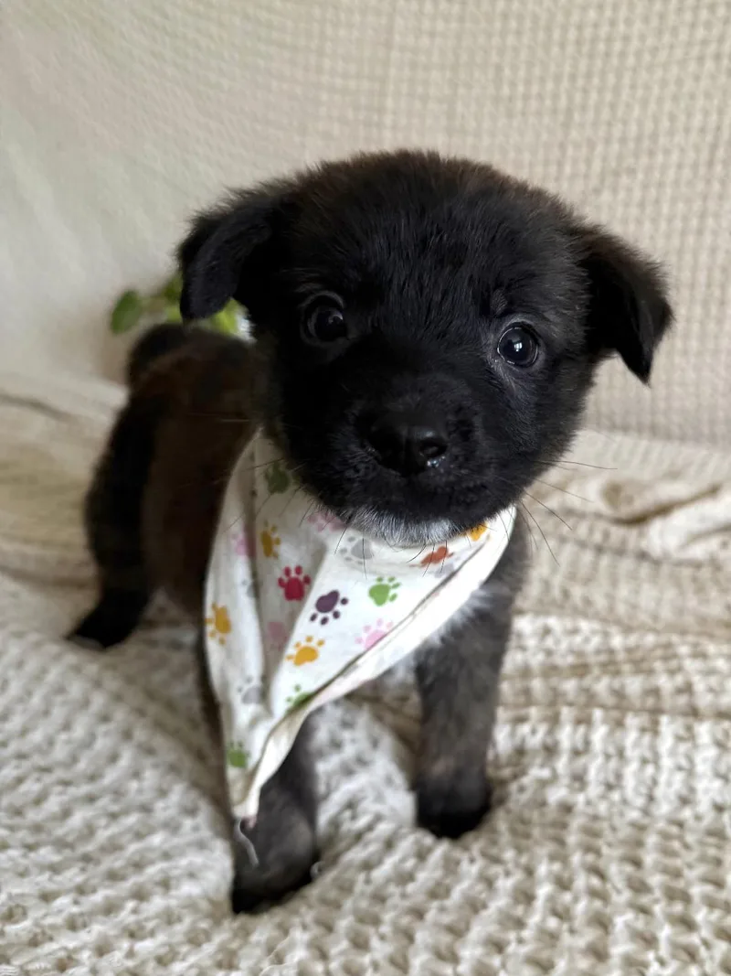 A baby medium-sized male Shepherd dog named Pico  Shepherd litter for adoption in Los Angeles, CA