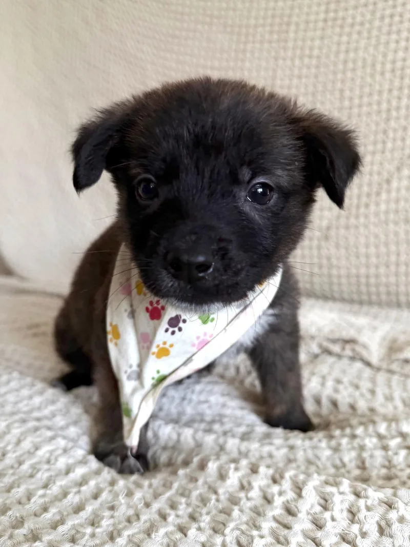 Pico  Shepherd litter thumbnail 2