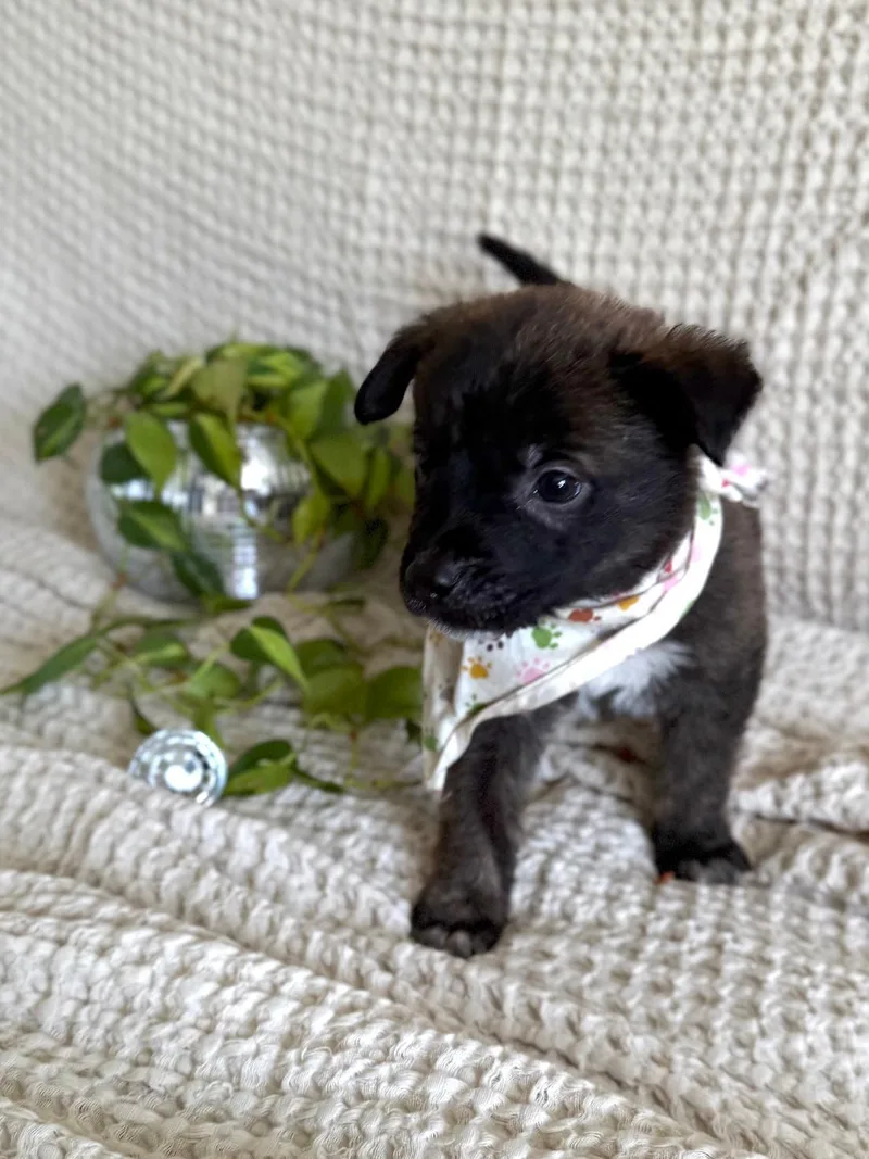 Pico  Shepherd litter thumbnail 3