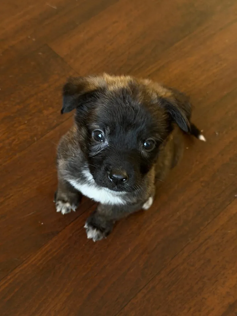 Pico  Shepherd litter thumbnail 4