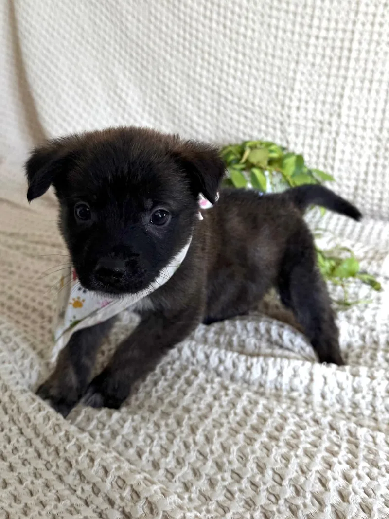 Pico  Shepherd litter thumbnail 5