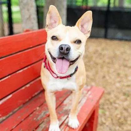 An adult medium-sized female Yellow / Tan / Blond / Fawn Boston Terrier dog named Miss Piggy for adoption in Nampa, ID