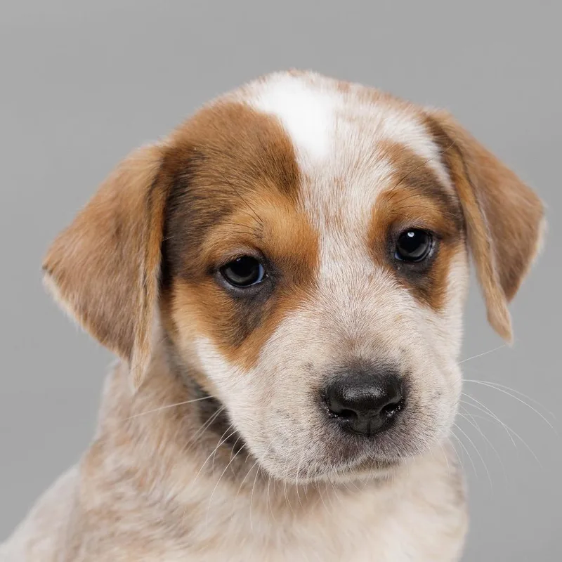 A baby small-sized female Cattle Dog dog named Beatrice for adoption in Crystal, MN