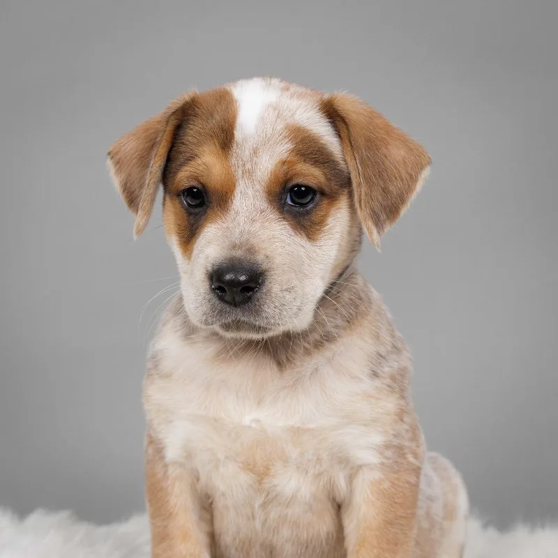 Beatrice thumbnail 2