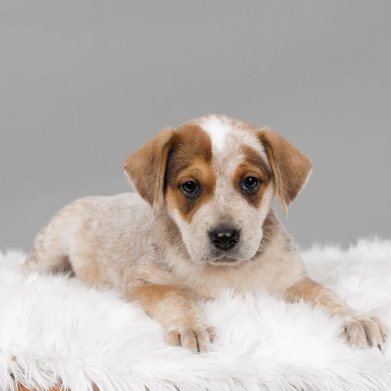 Beatrice thumbnail 3