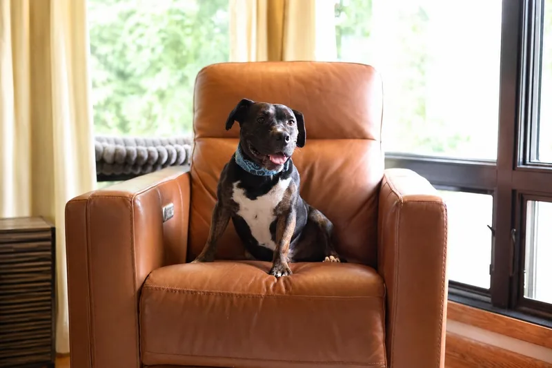 A young medium-sized male Black Terrier dog named Gouda for adoption in Sioux Falls, SD