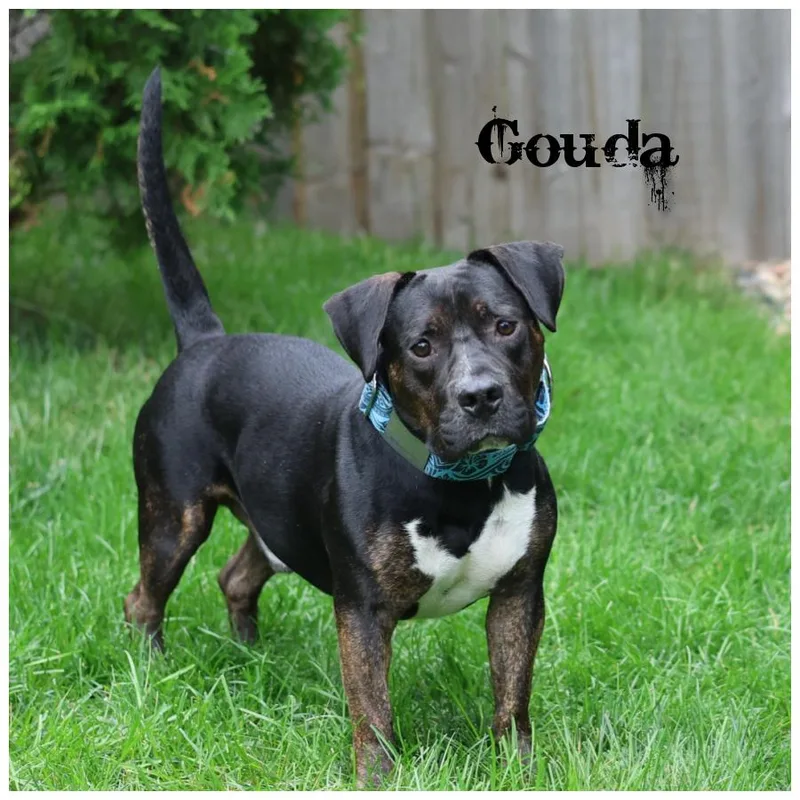 Gouda thumbnail 4