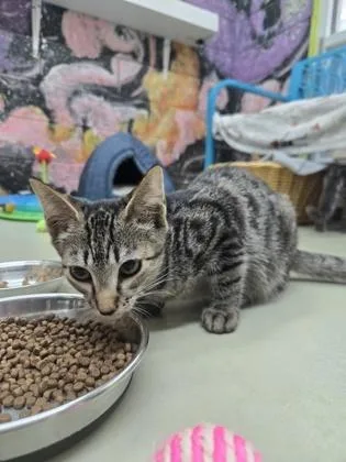 A baby medium-sized female Domestic Short Hair cat named Marry for adoption in Savannah, GA