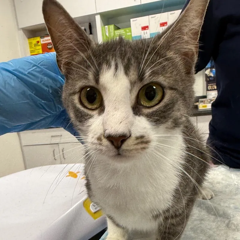 A baby medium-sized female Gray / Blue / Silver Domestic Short Hair cat named 119801 for adoption in Newark, NJ
