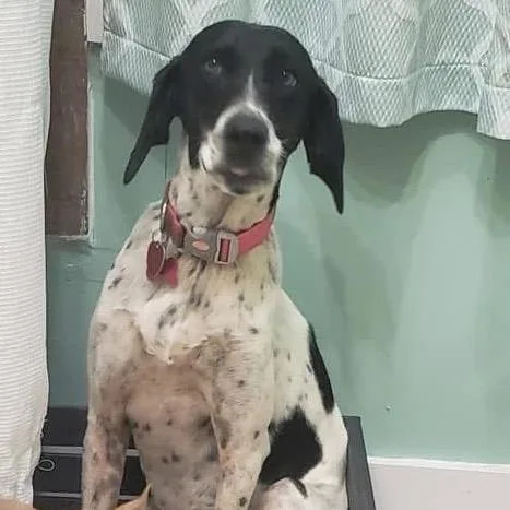 Gracie G thumbnail 2