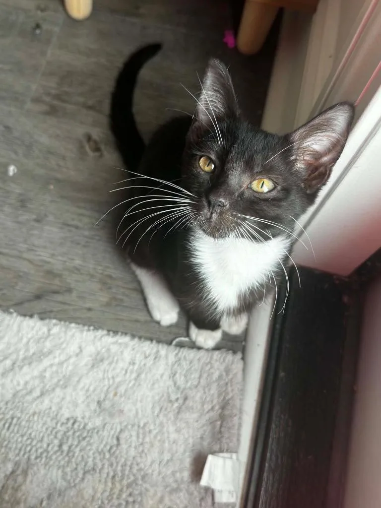 A baby small-sized male Domestic Short Hair cat named Bubble C for adoption in Darien, GA