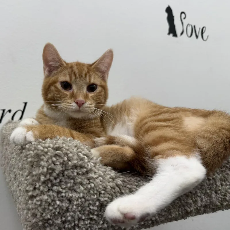 A baby small-sized male Orange / Red Domestic Short Hair cat named Hiro for adoption in Falls Church, VA