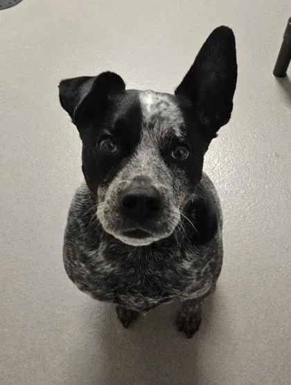 An adult large-sized male Australian Cattle Dog / Blue Heeler dog named FixIt Felix for adoption in Roseville, CA