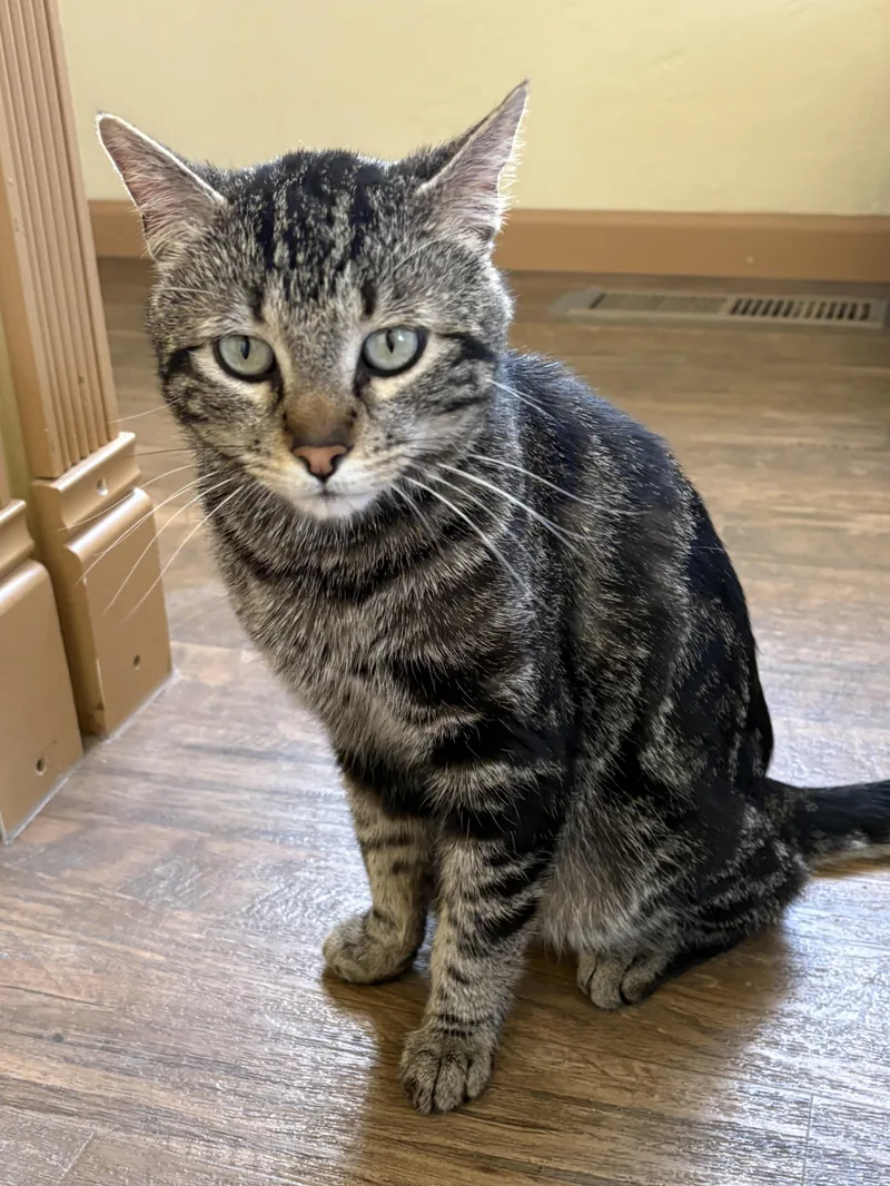 An adult medium-sized male Tabby (Buff / Tan / Fawn) Tabby cat named Winston for adoption in Prescott, AZ