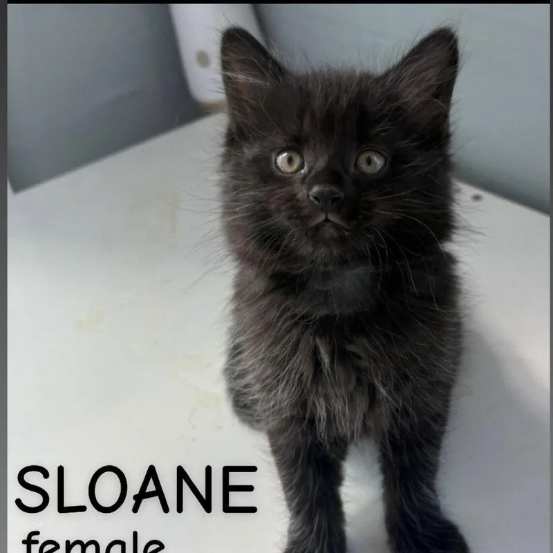 A baby small-sized female Black Domestic Medium Hair cat named Sloane for adoption in Winchendon, MA