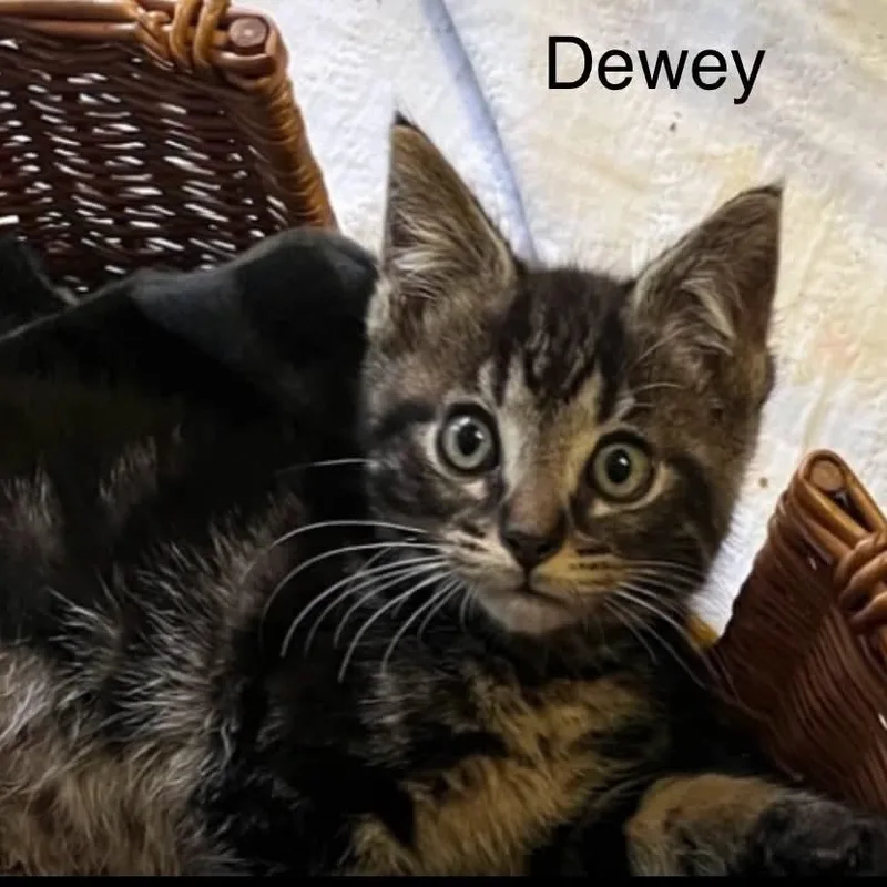 A baby medium-sized male Tabby (Brown / Chocolate) Tabby cat named Dewey for adoption in Wyandotte, MI