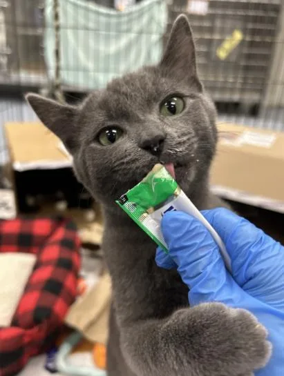 A young small-sized male Domestic Short Hair cat named Enoki for adoption in Roseville, CA