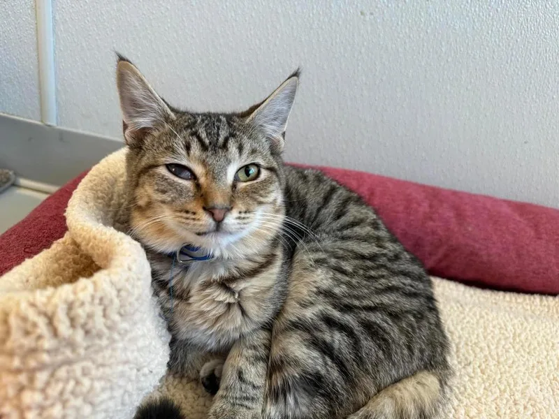 A young small-sized male Domestic Short Hair cat named Stormy for adoption in Dalton, GA