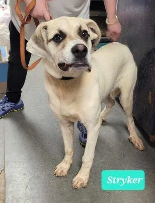 Strykersponsored thumbnail 3