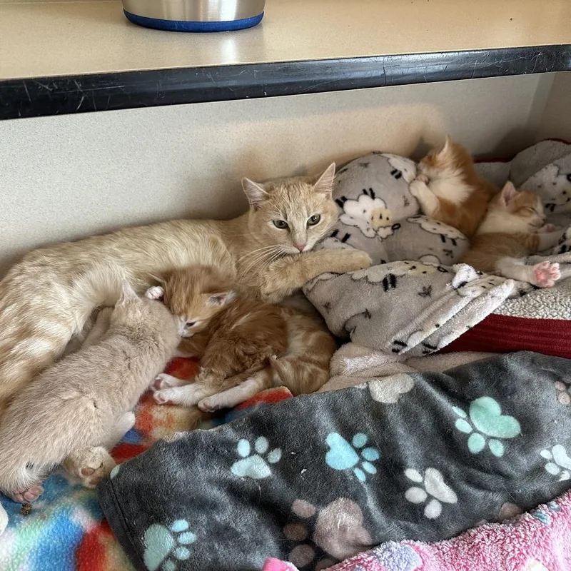 A young medium-sized female Buff / Tan / Fawn Domestic Short Hair cat named Mimosa for adoption in Durango, CO