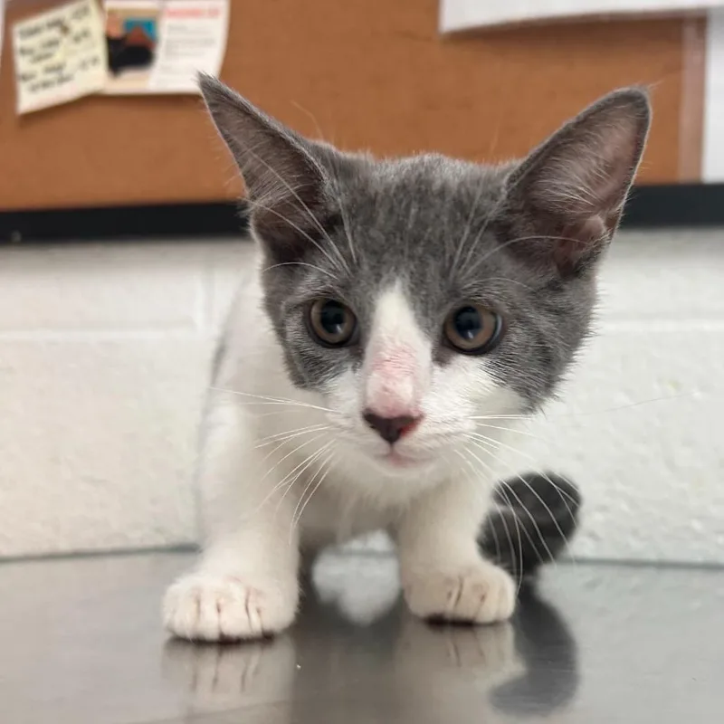 A baby small-sized male Gray / Blue / Silver Domestic Short Hair cat named Flame for adoption in Edinburg, TX