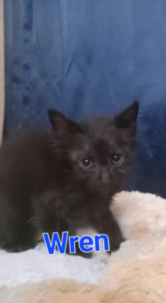 A baby small-sized male Domestic Medium Hair cat named Wren for adoption in Yuma, AZ