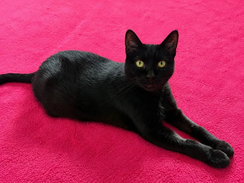 A young medium-sized female Domestic Short Hair cat named Shadow  Pepper for adoption in Minneapolis, MN