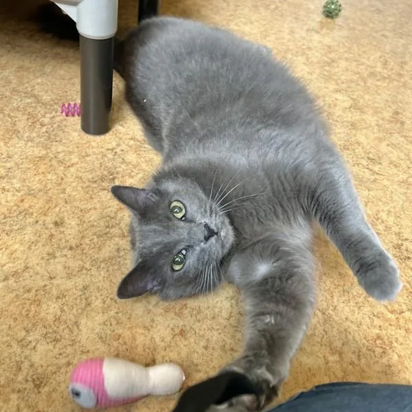 A senior large-sized female Domestic Short Hair cat named Lola for adoption in Dublin, CA