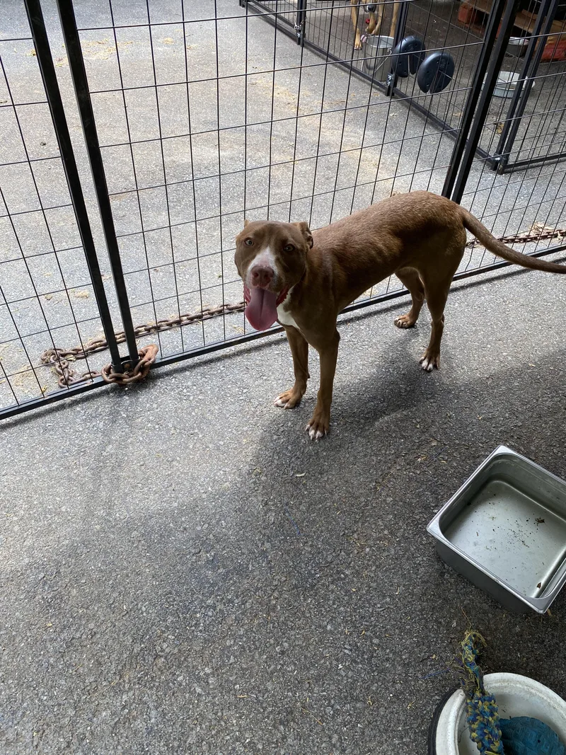 A baby medium-sized female Red / Chestnut / Orange Labrador Retriever dog named Avery for adoption in Medfield, MA