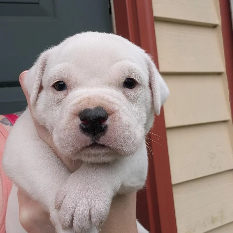 A baby medium-sized male Mixed Breed dog named Casper for adoption in DeKalb, IL